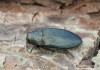 krasec borový (Brouci), Phaenops cyanea, Buprestidae (Coleoptera)